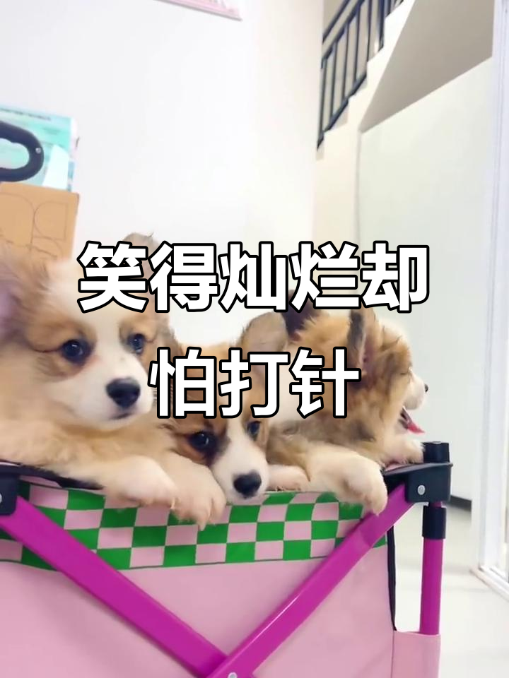 小鸡打针前还吃得开心，一看到针头立马变脸
