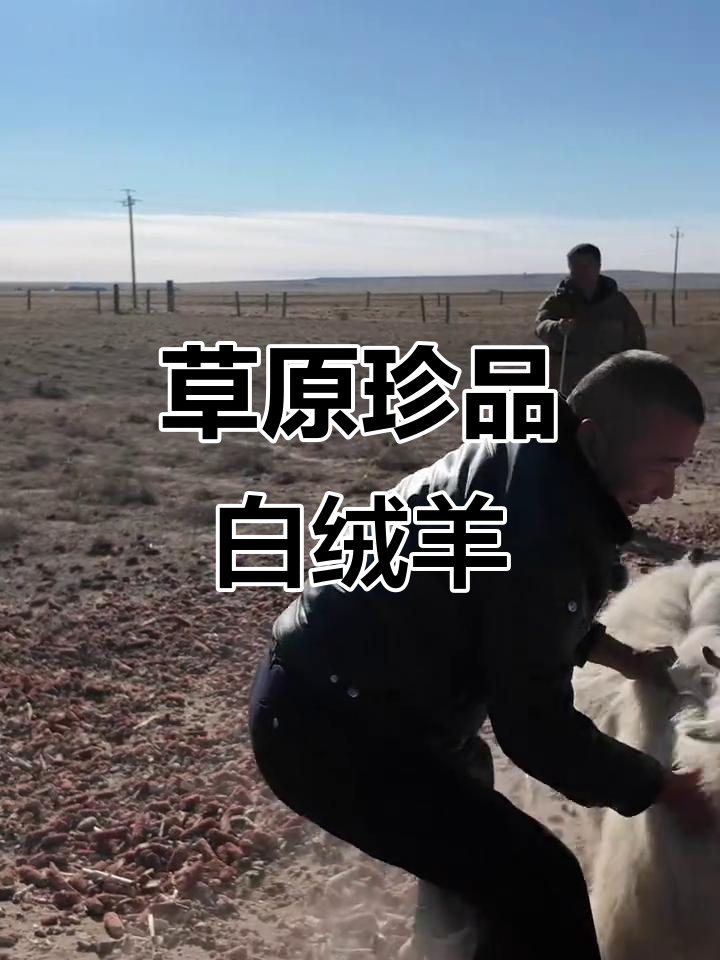 内蒙古阿尔巴斯山羊,顶级羊肉的秘密