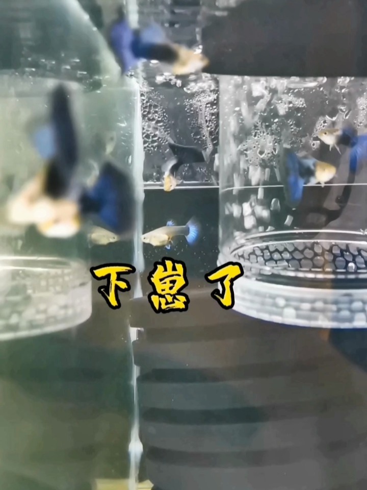 小鱼怎么不被吃掉