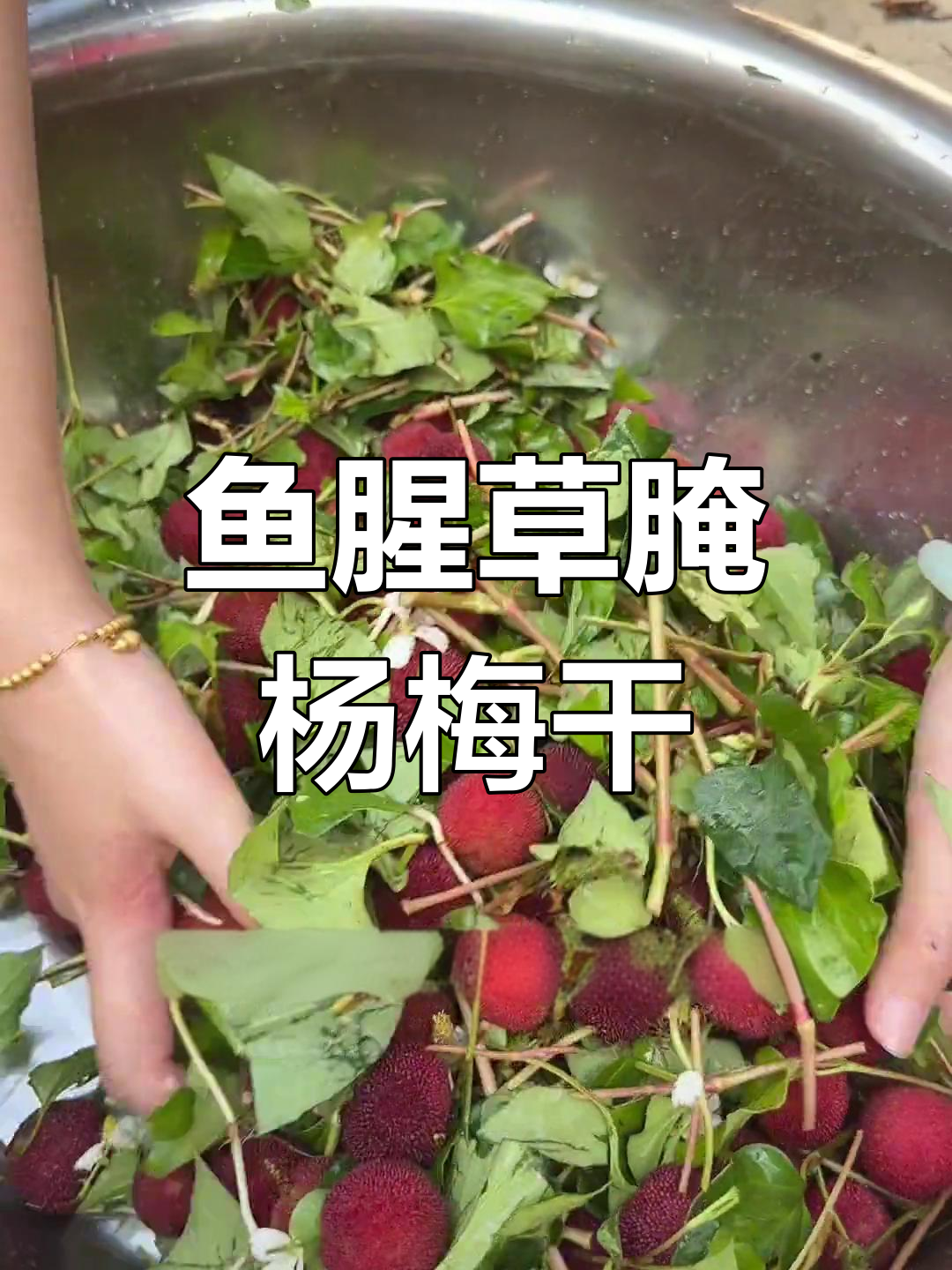 鱼腥草杨梅干,晒出独特清香