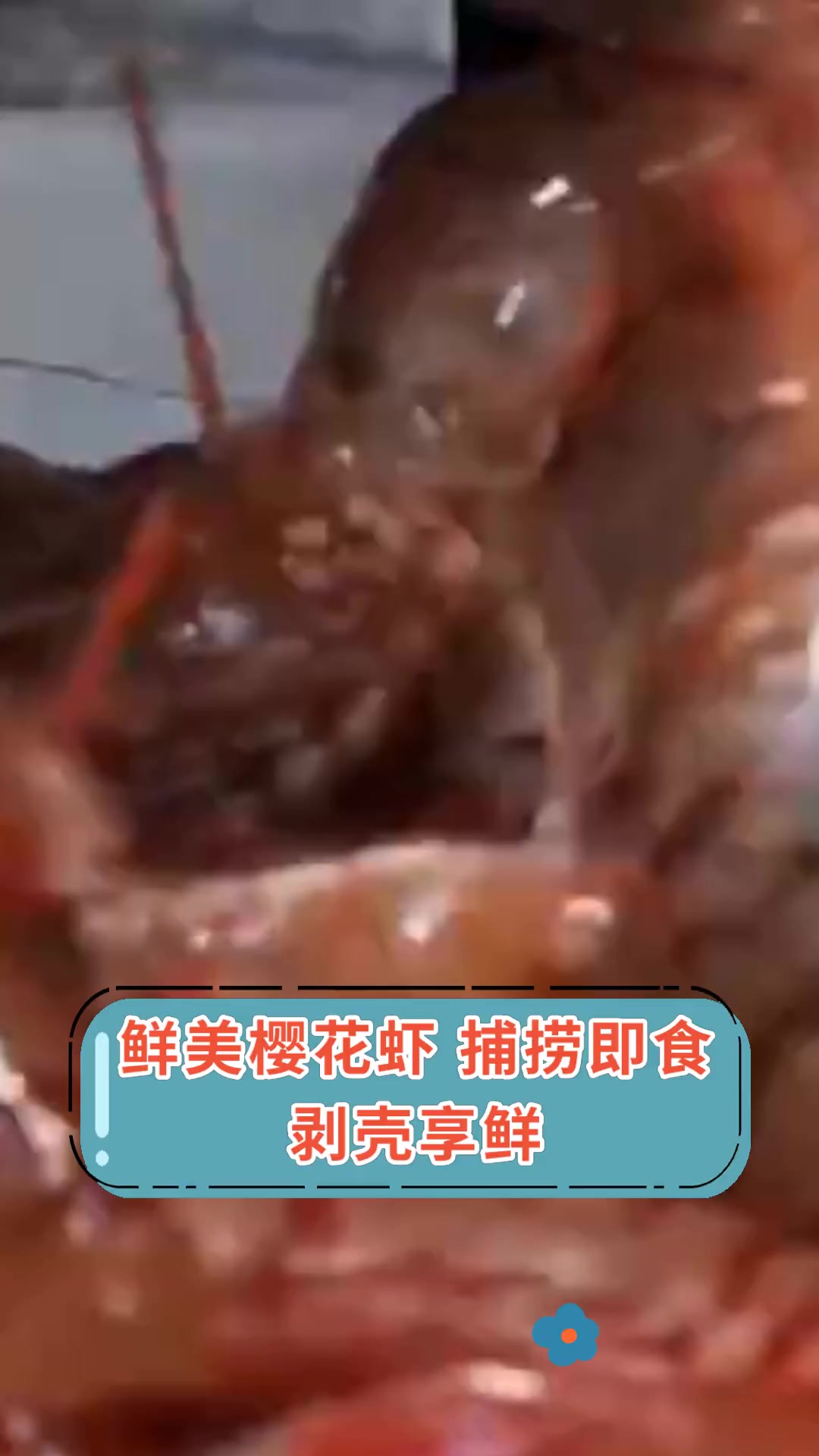鲜美樱花虾,捕捞即食,剥壳享鲜
