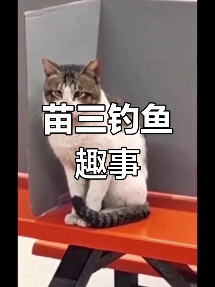 苗三的钓鱼日常,鱼竿被叼走却没钓到鱼