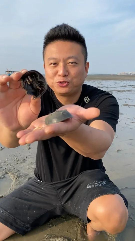 中华鲎 远古活化石