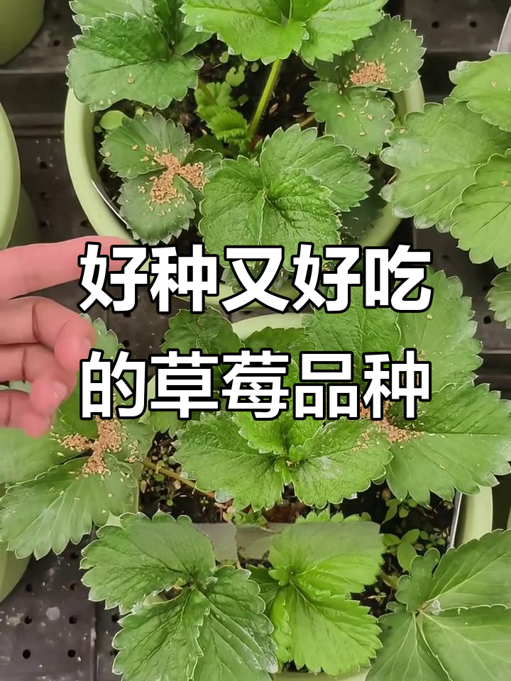 草莓品种推荐：黑色、粉色、白色和红色系，哪个最适合你？