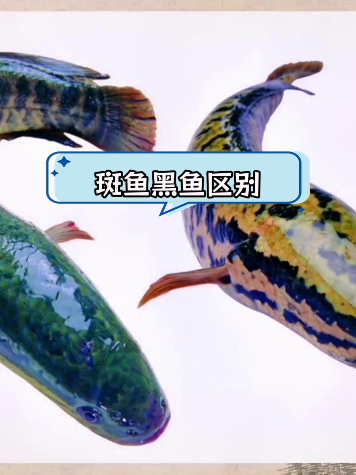 斑鱼与黑鱼的差异解析