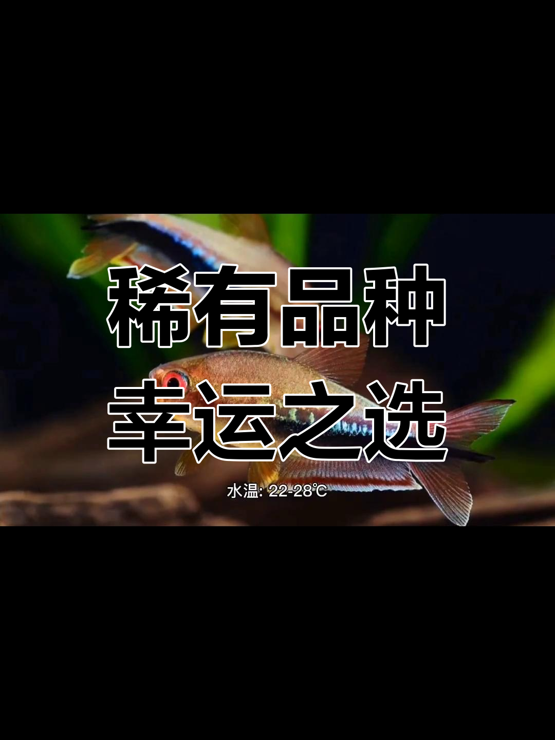 彩虹帝王灯鱼养殖指南