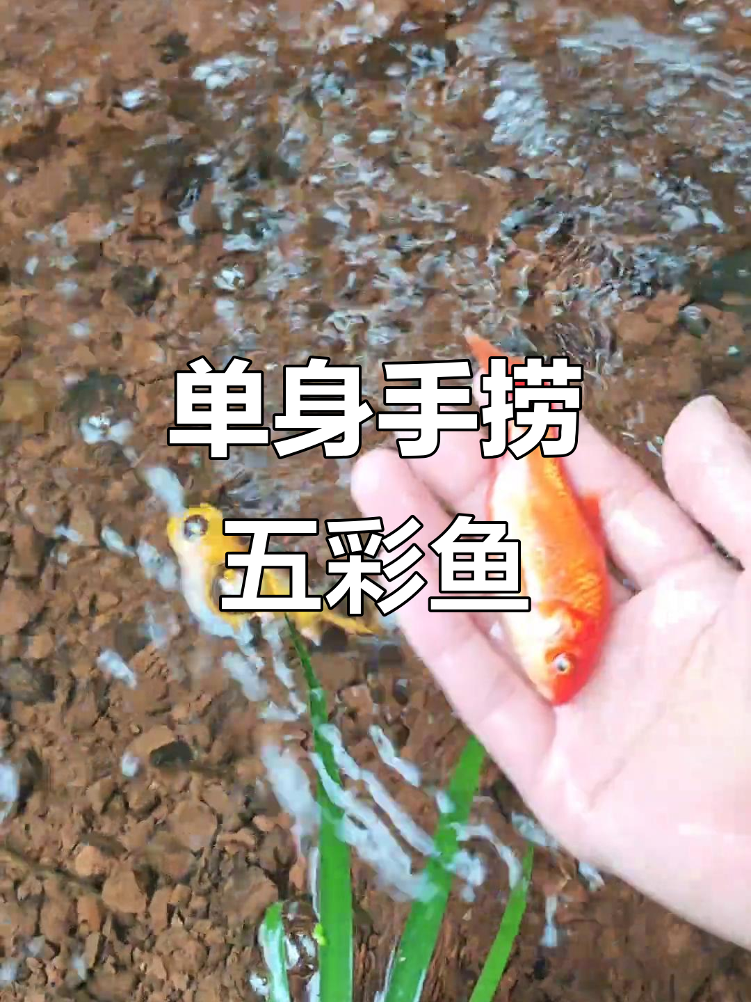 单身手抓鱼,意外收获金龙和卡通龟