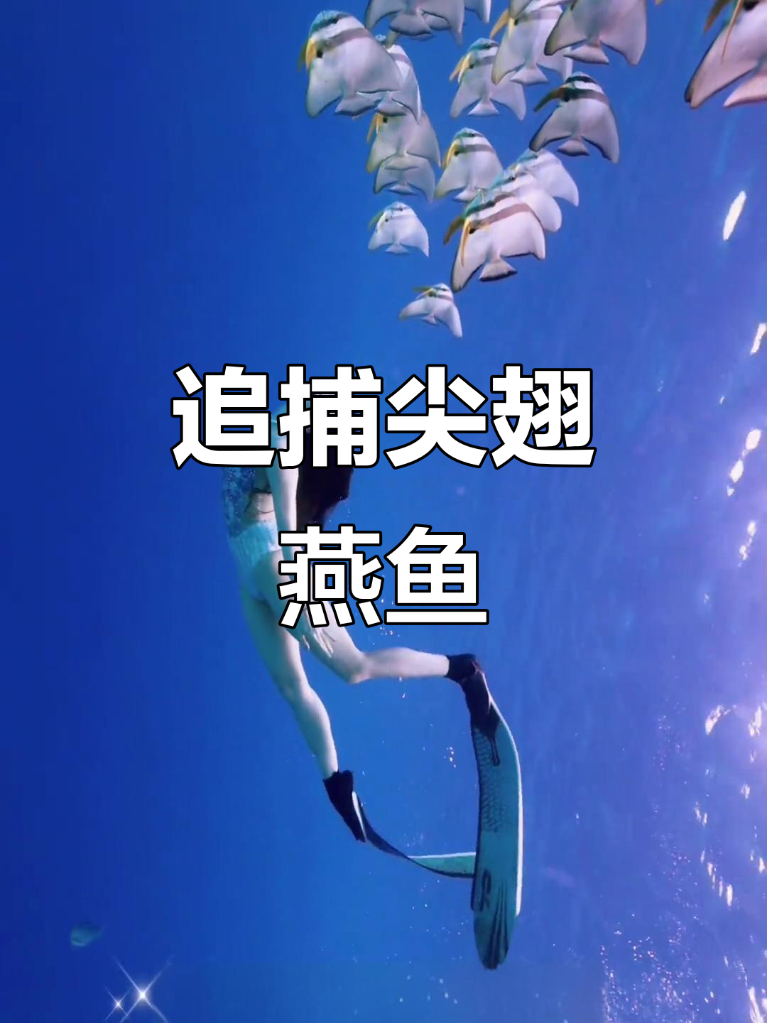 仙本那潜水探险:追逐尖翅燕鱼,水下世界大揭秘