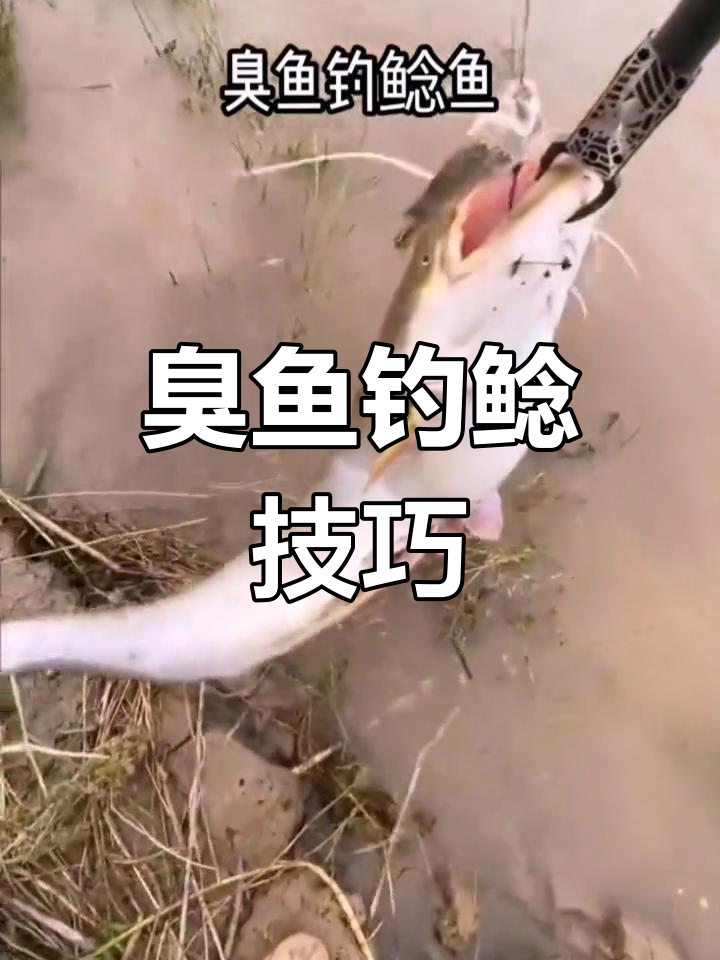 用臭鱼钓鲶鱼的秘密,秋季最佳钓点大揭秘