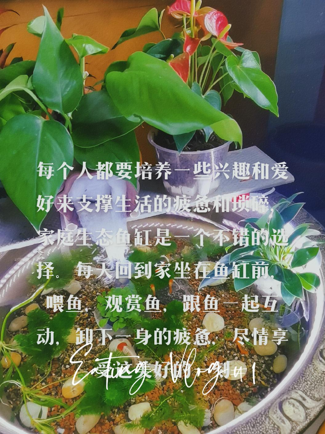 献给端午节所有看到这个视频的朋友,节日开心快乐 观赏鱼 生态缸 鱼儿水中游