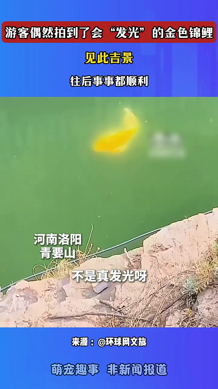 游客偶然拍到了会“发光”的金色锦鲤!见此吉景,往后事事都顺利