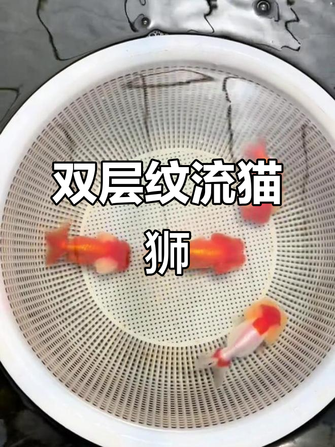 武汉猫狮金鱼:2024年新品,双层纹流惊艳全场