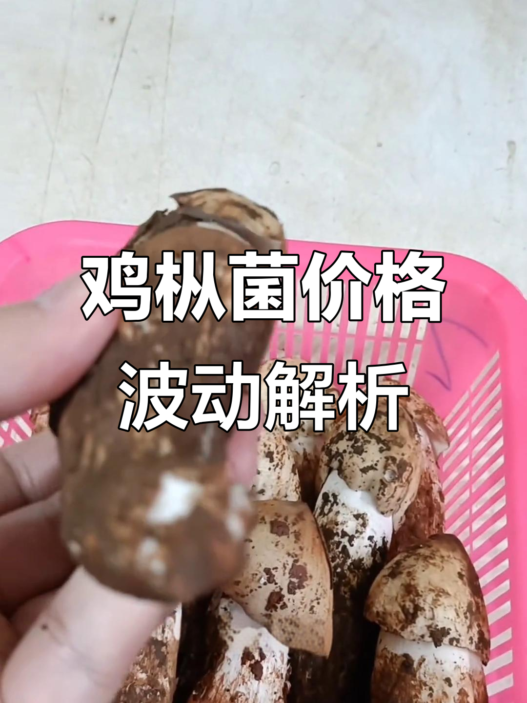 鸡枞菌价格差异大，背后的原因竟然是这个