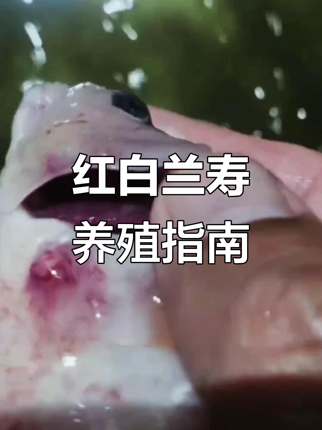 兰寿鱼爱好者必看!红白品种的魅力与养护技巧