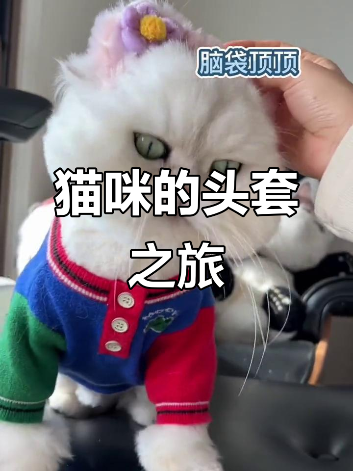 猫戴头套,流星夜下的奇妙冒险