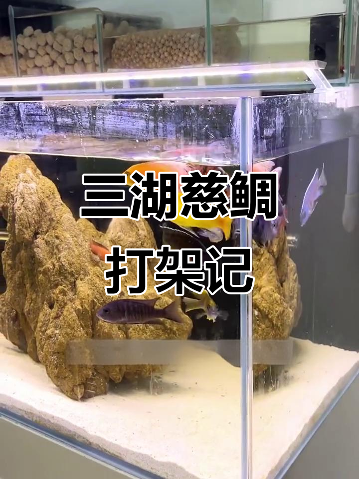 20只三湖慈鲷打架，最后只剩一半了！新品种入缸大作战