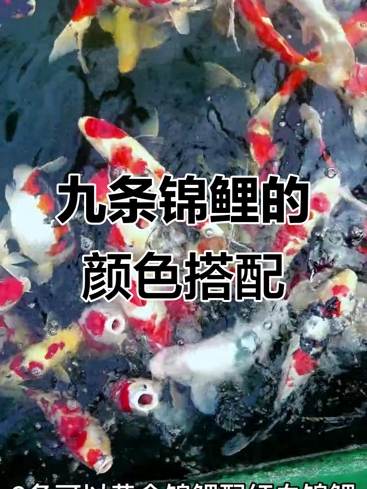 养九条锦鲤的风水寓意与颜色搭配技巧