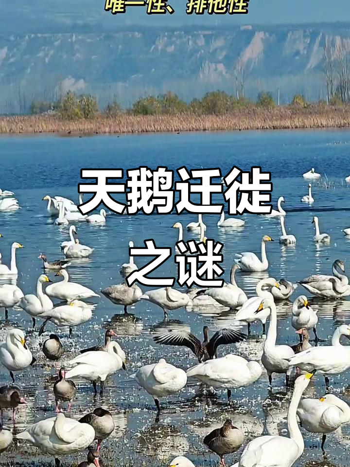大天鹅迁徙路线揭秘,精准保护助力生态平衡