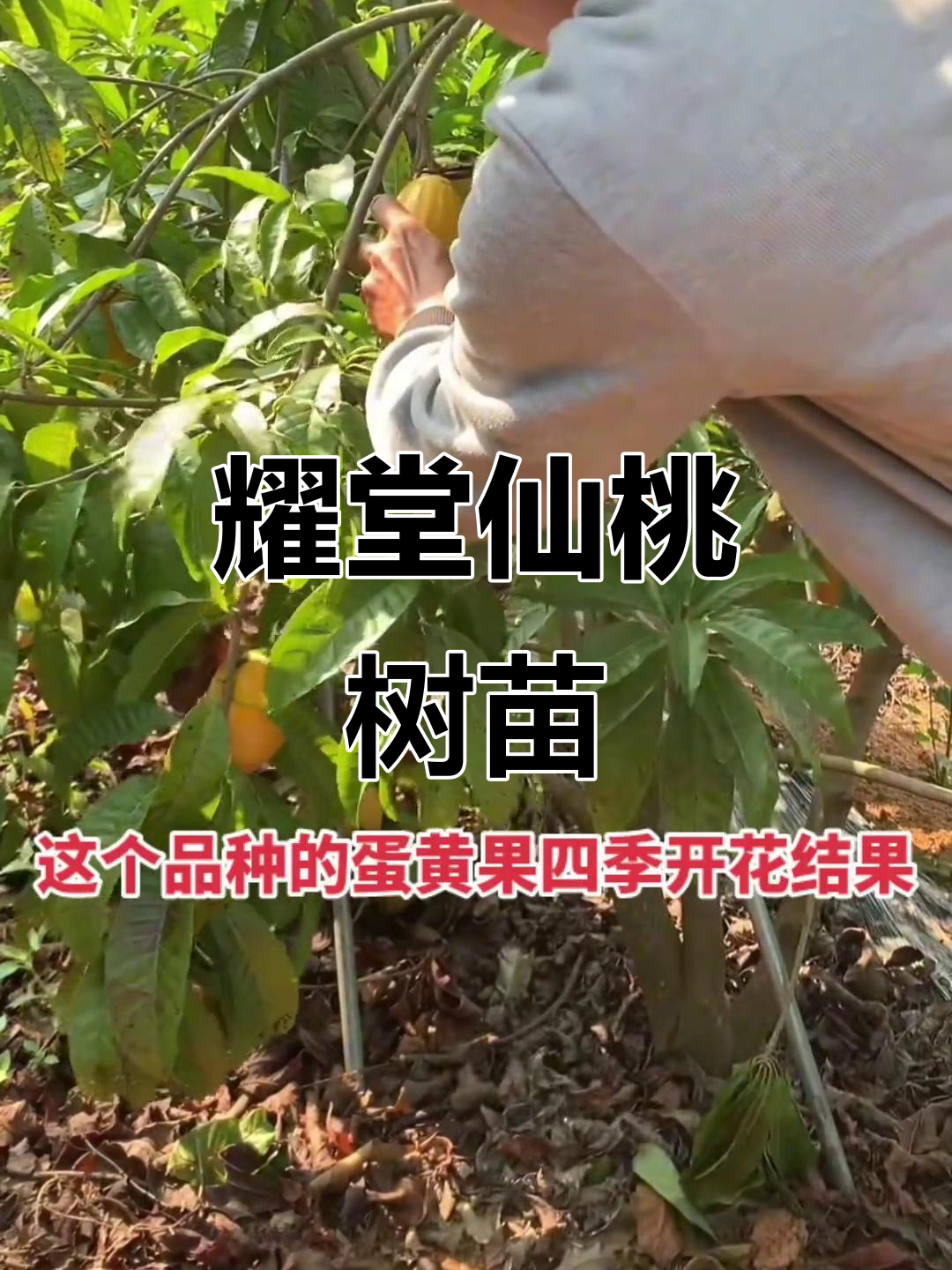 四季开花,果大味甜!耀堂仙桃鸡蛋果树苗等你带回家