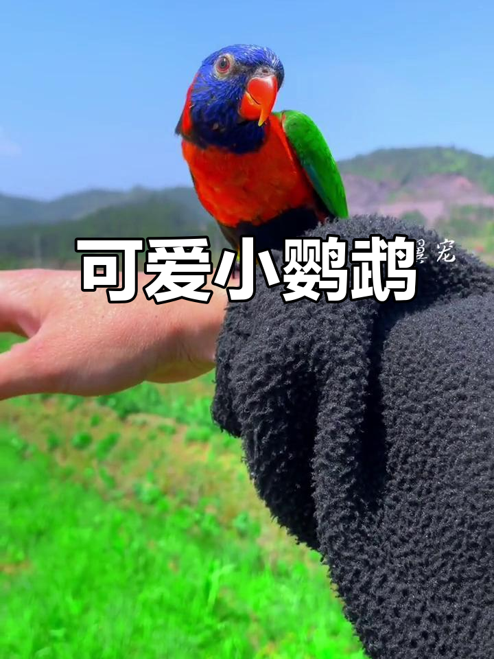你见过像毛绒玩具一样的小鹦鹉吗?放飞后还能自己回来!
