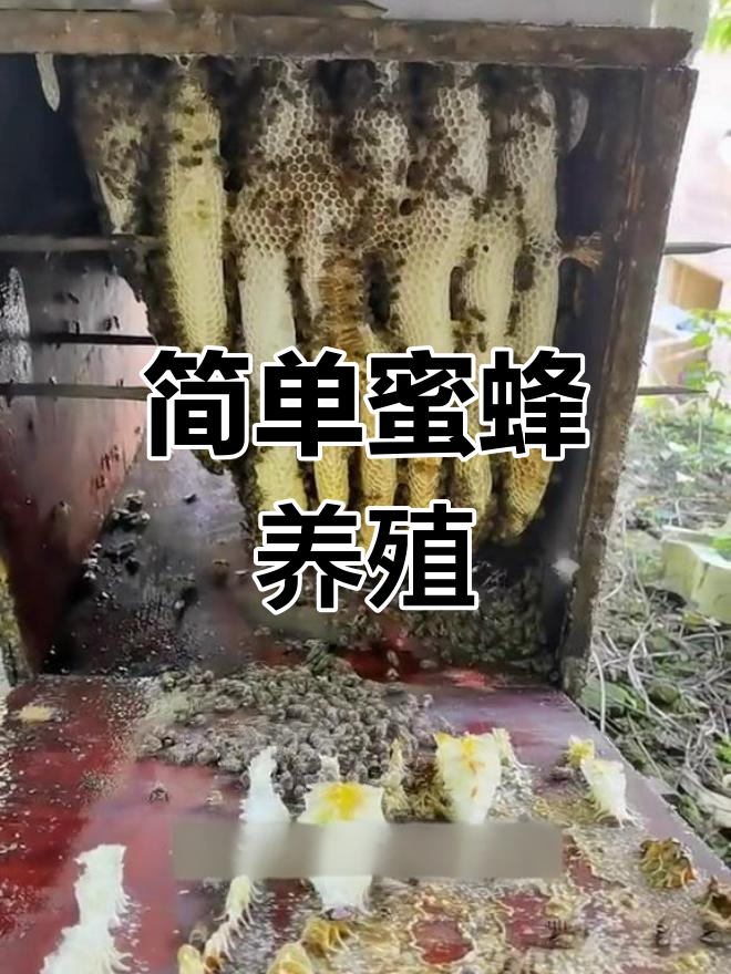 法库乡村养蜂基地,纯天然蜂蜜批发零售
