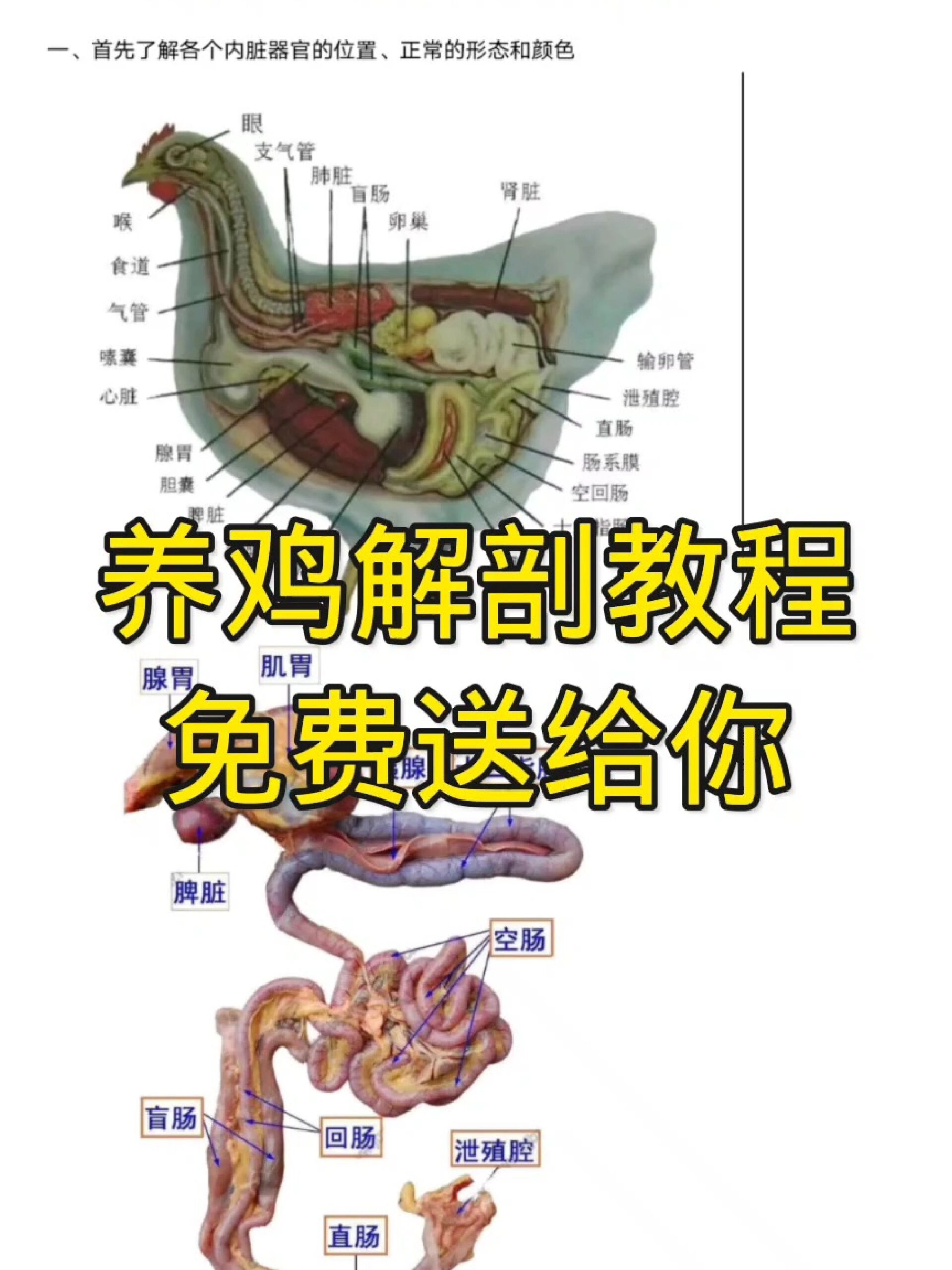 养鸡解剖教程,免费送给你