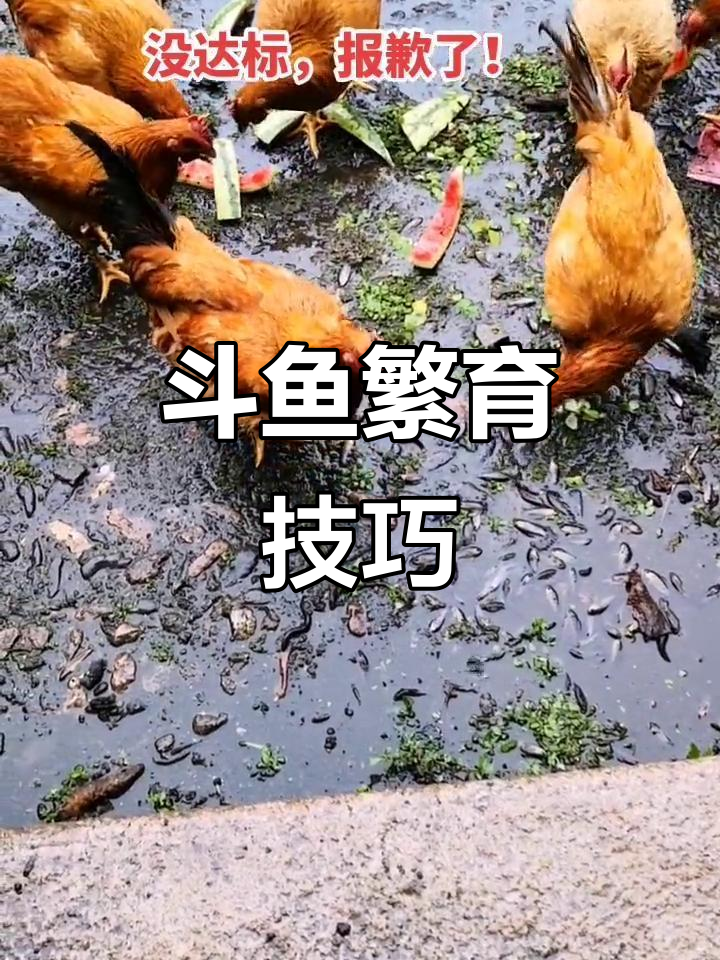 普叉斗鱼繁殖技术揭秘,品质把控全攻略