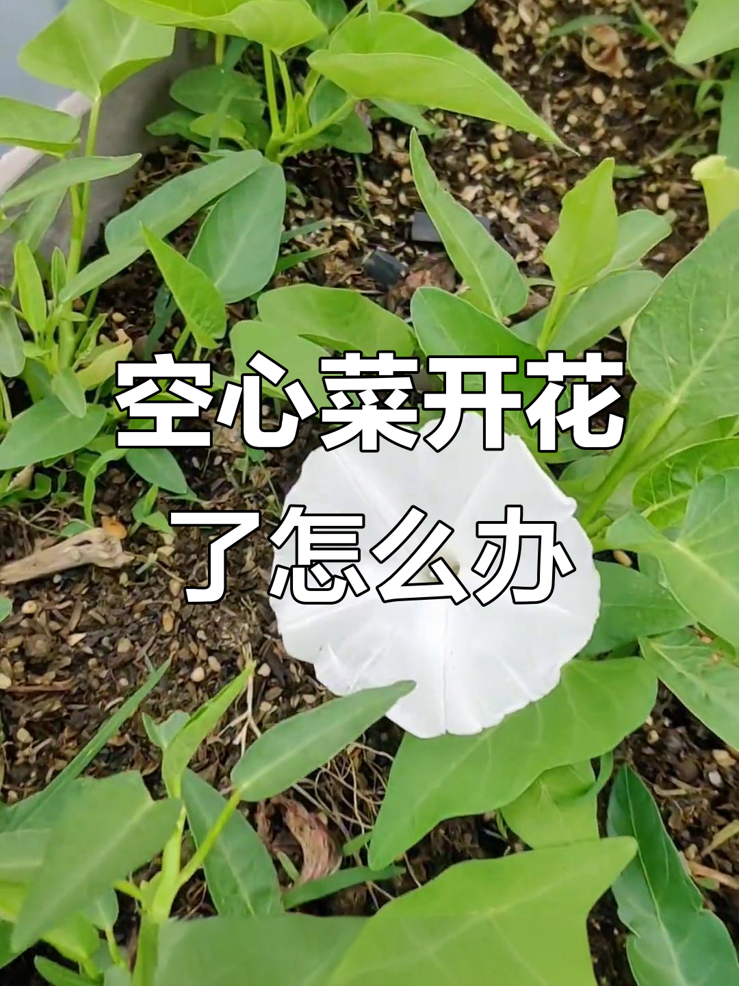 空心菜开花,是老了还是施肥不当?