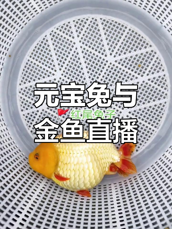 红鳍红尾元宝兔与兰寿金鱼的奇妙世界