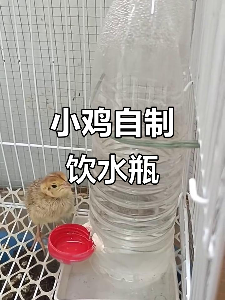 自制小鸡喝水器,轻松解决水洒问题