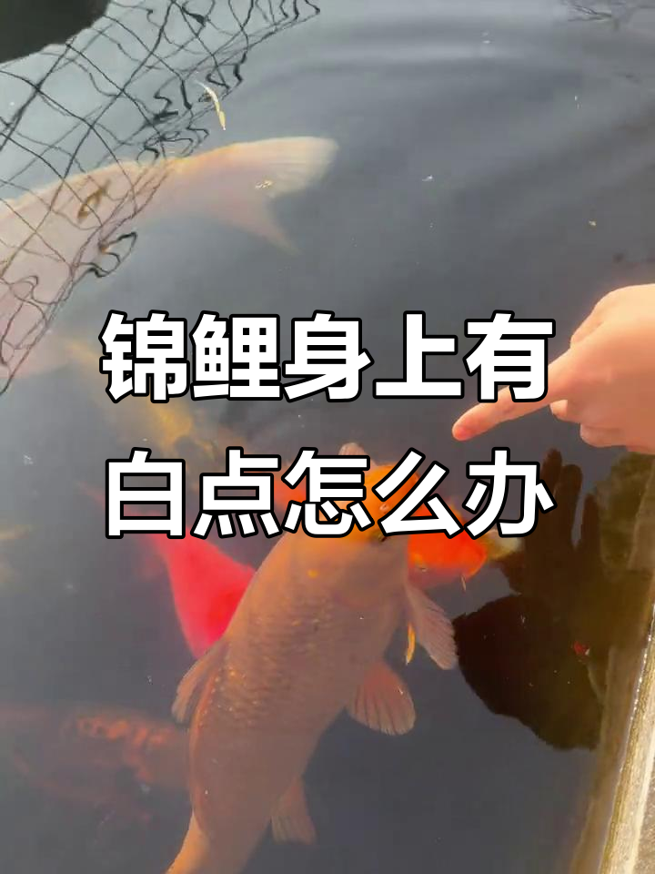 锦鲤长白点?低温下的水霉问题如何解决