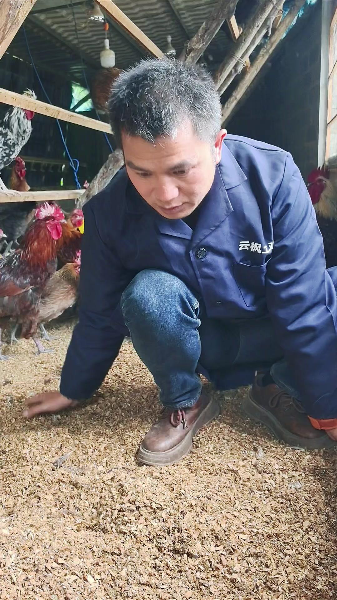 三农 养殖 养鸡 发酵床 花满坡 养殖不臭干撒式发酵床详细制作流程