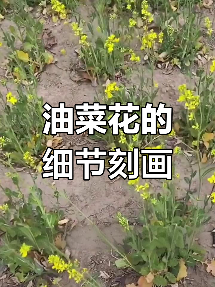 从整体到局部,油菜花的美妙描写