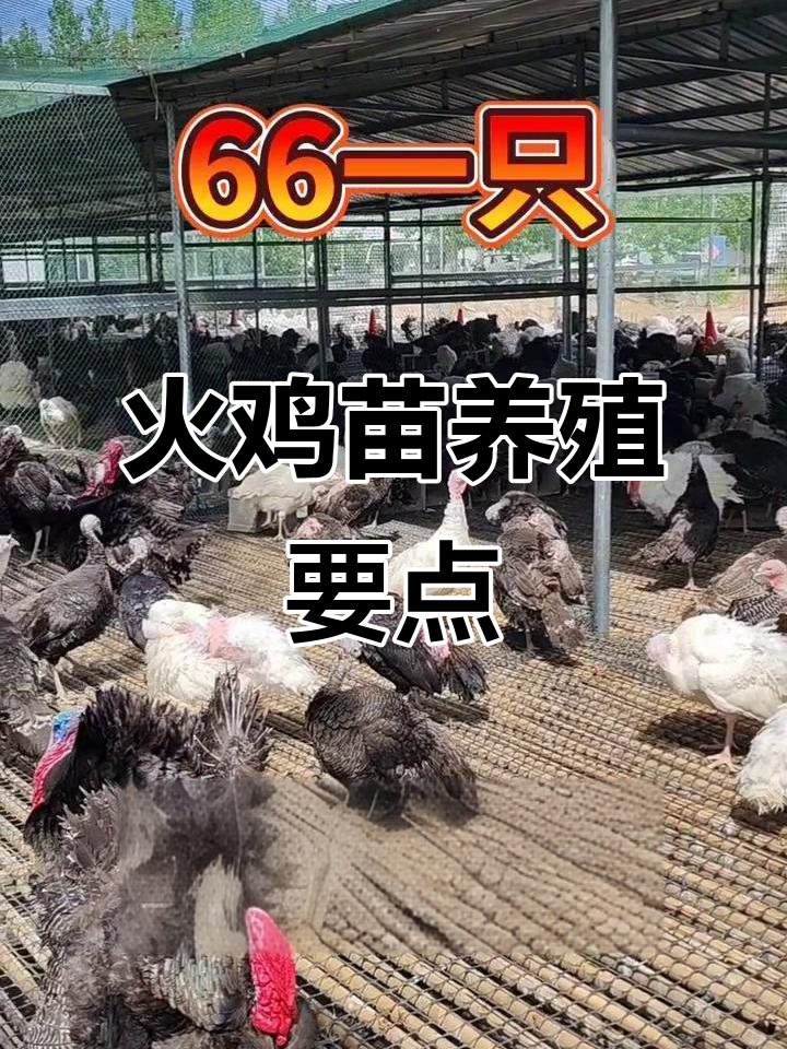 火鸡苗养殖技巧:公母搭配与面积计算