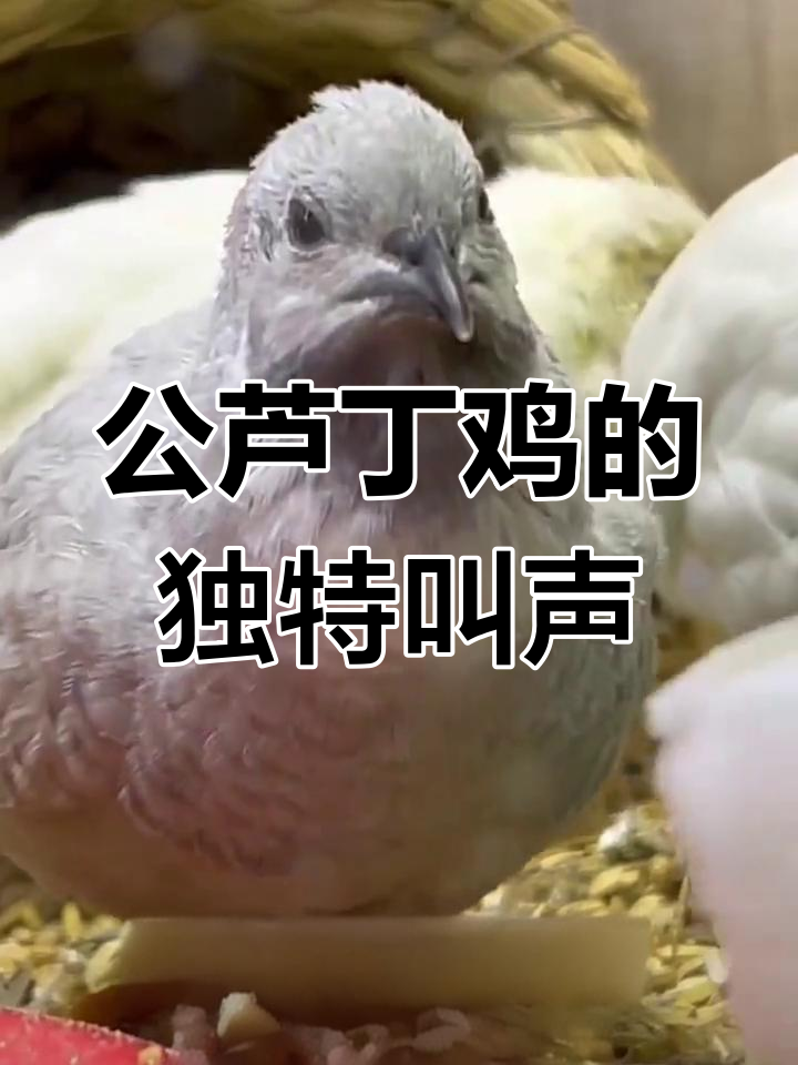 芦丁鸡公母叫声大揭秘,咕咕声背后的秘密