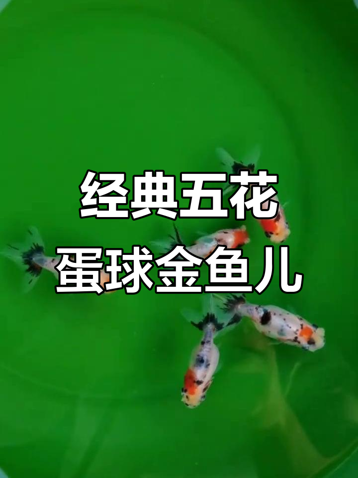 五花蛋球金鱼,经典五花色展示