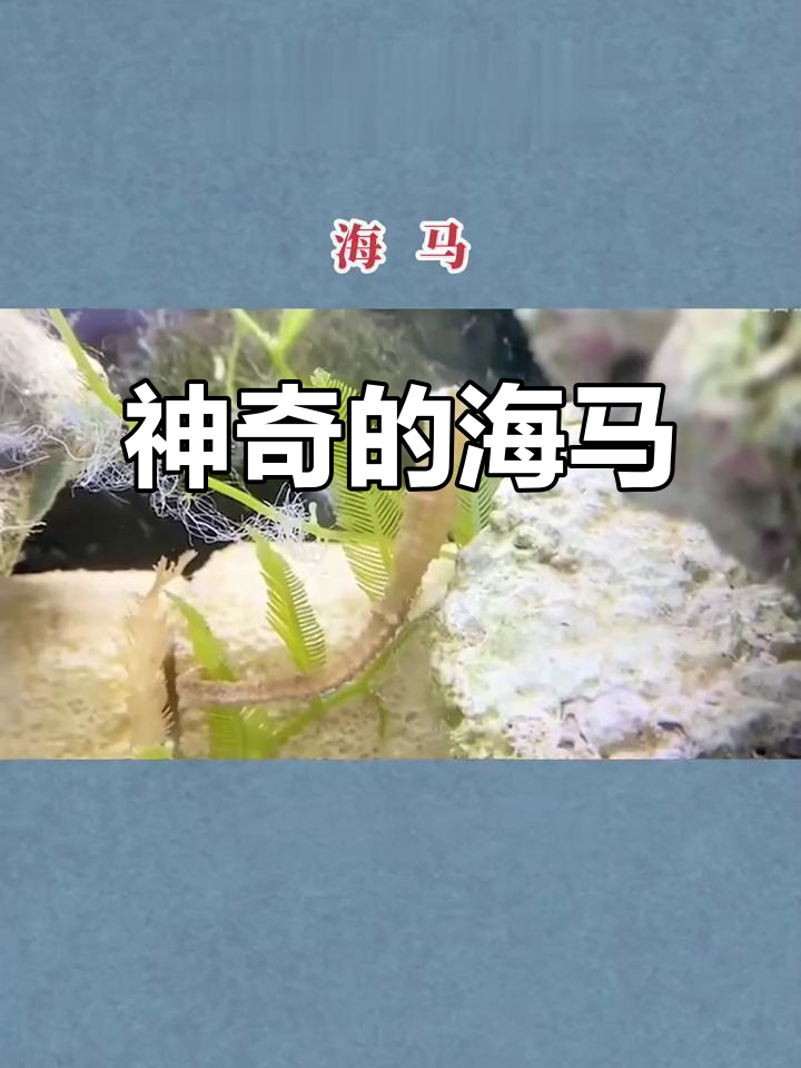 海马：唯一雄性生育的奇特鱼类