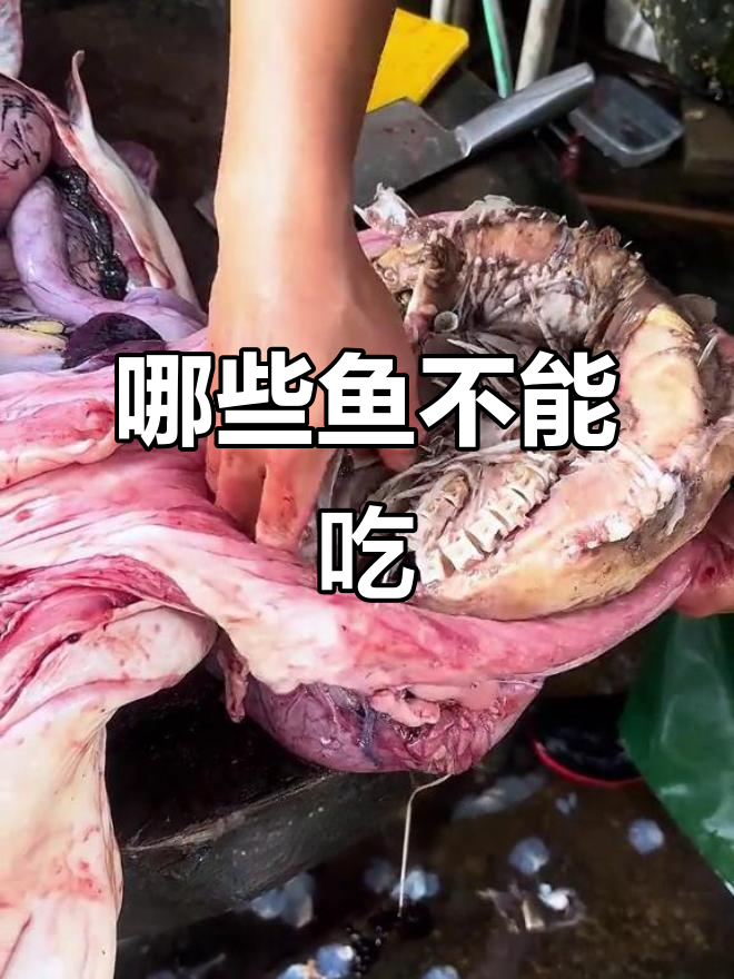 这些鱼能吃吗?从黄带鱼到巨型水质珍稀人血,全解析