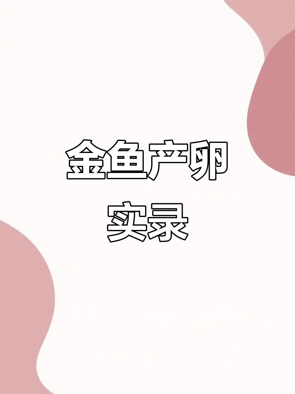 兰寿金鱼产卵全过程,轻松学会养殖技巧
