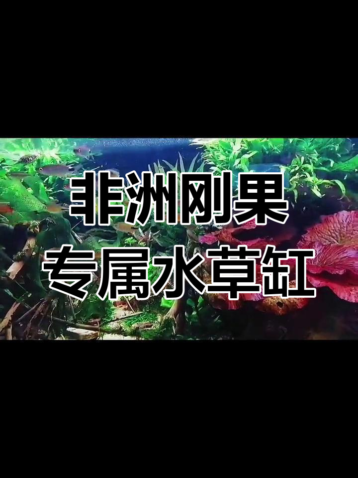 刚果灯鱼大集合!这口缸里几乎涵盖了所有品种