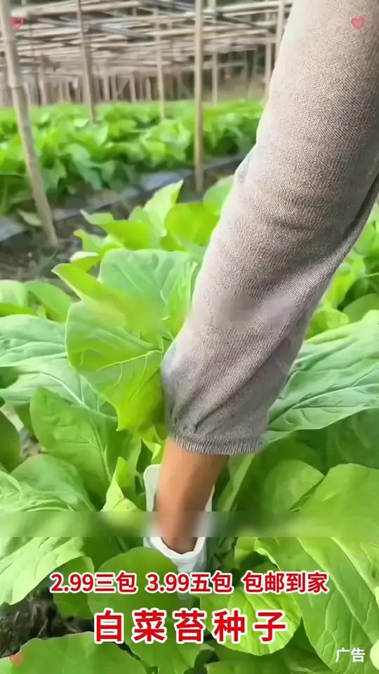 「下单就发3包」早熟白菜苔种子耐寒耐热菜苔籽多次采收菜心种子