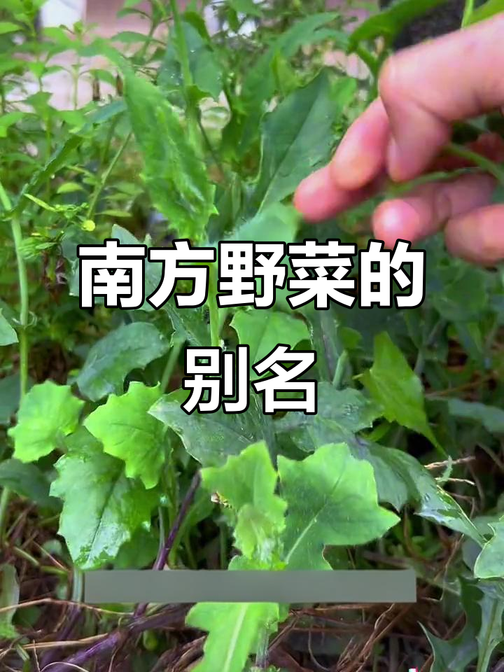 南方常见野菜，红叶紫背，你叫它啥？