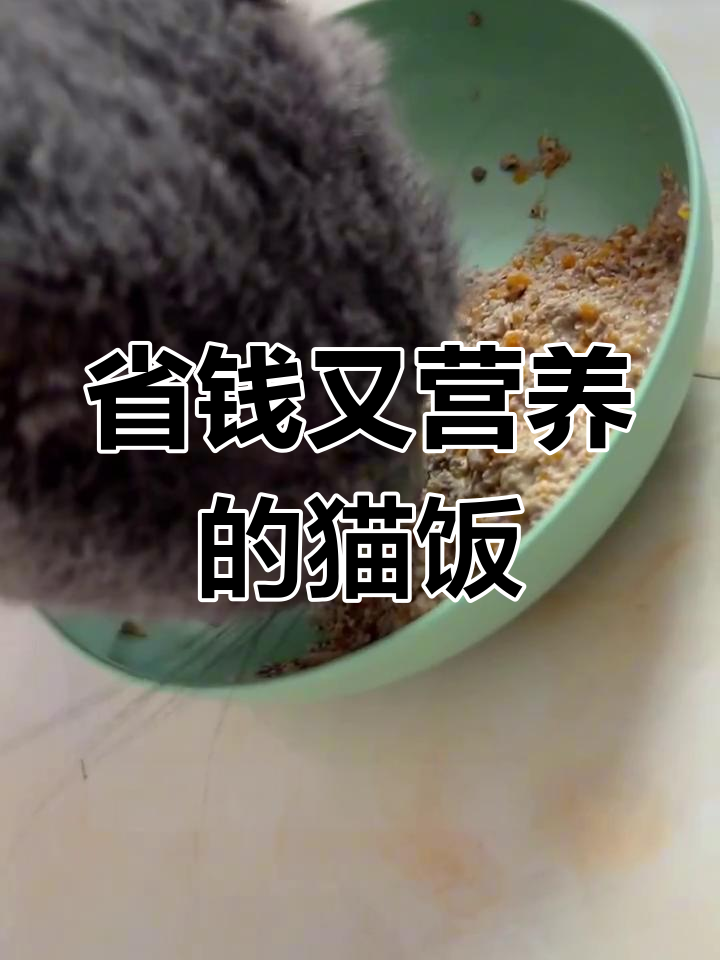 小奶猫30天大吃特吃,5元自制一周食谱分享!