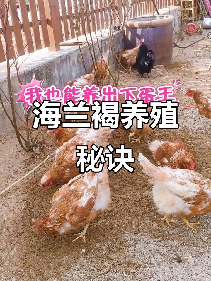 保持适宜温度,通风干燥,合理饲养海兰褐蛋鸡