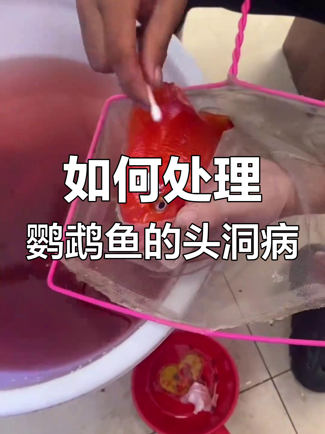 鹦鹉鱼头洞病治疗全攻略,轻松搞定!