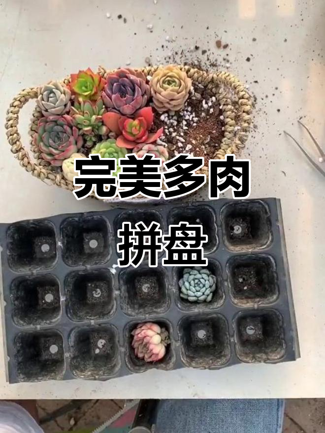 多肉拼盘养护全攻略,轻松打造美丽组合