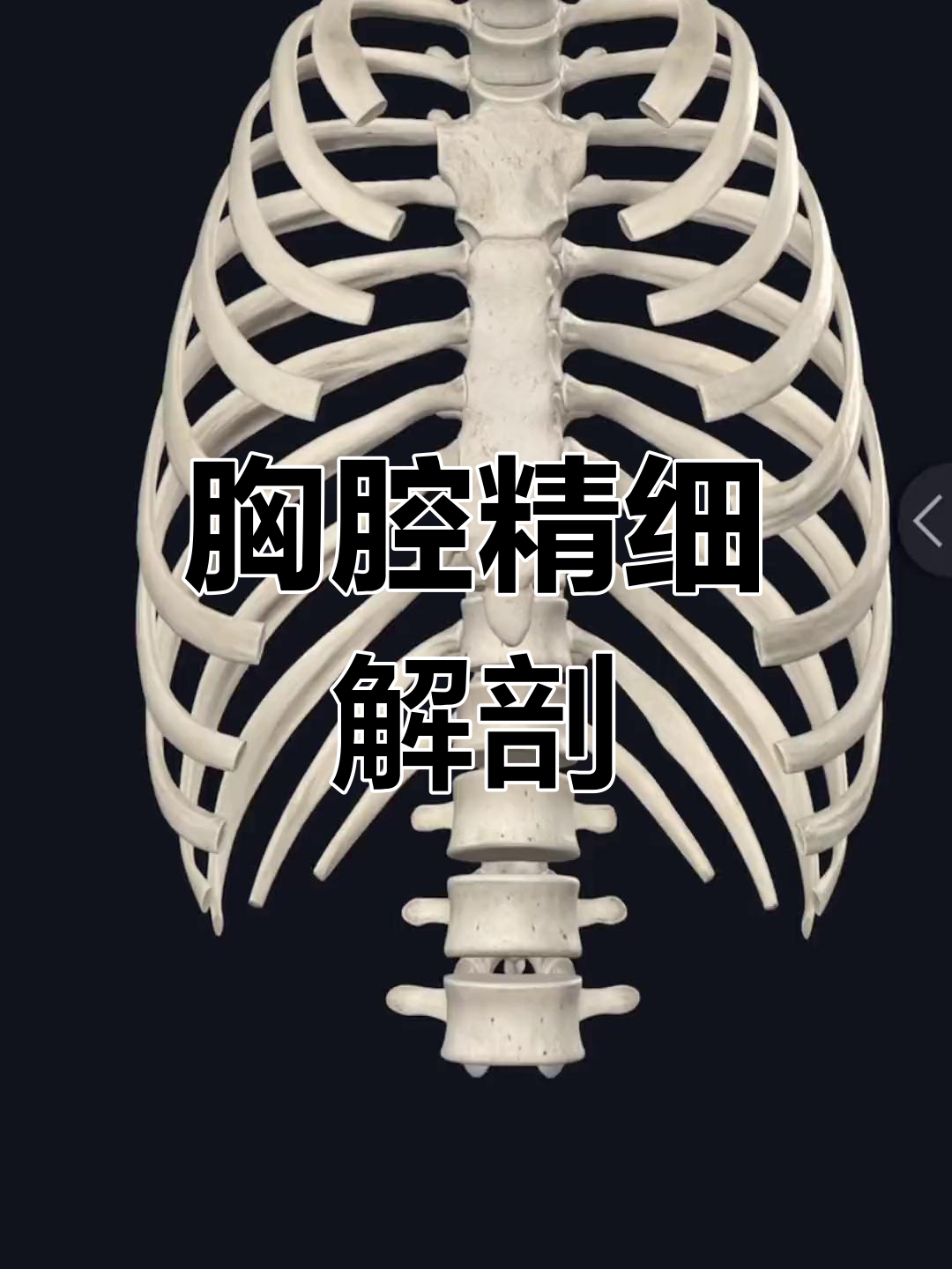 胸腔解剖详解:纵隔与胸膜结构