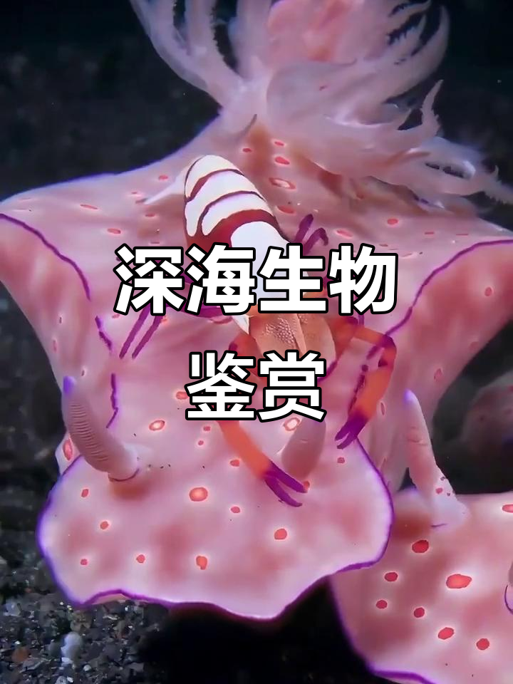 深海动物大揭秘：从瞪眼鱼到帝王虾，你认识几种？