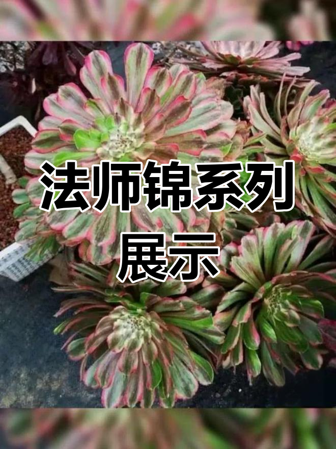 美丽法师锦系列:万圣节玫瑰法师,韩国多肉新品