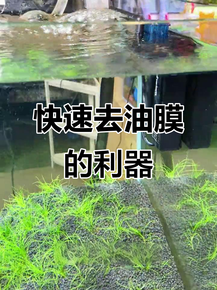 鱼缸油膜轻松去除,这款除油器超方便